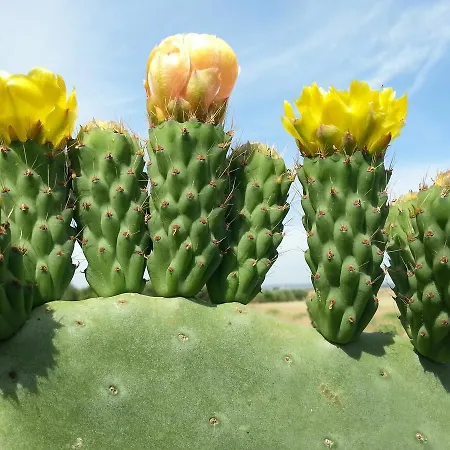 Ξενοδοχείο Diffuso Il Casale